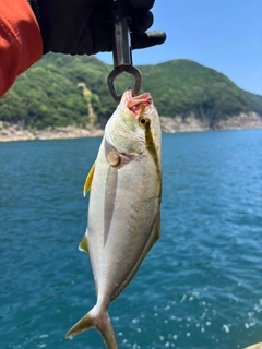 シオの釣果