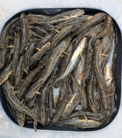 マハゼの釣果