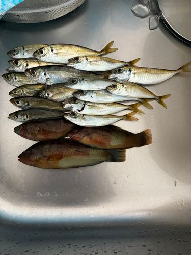 アジの釣果