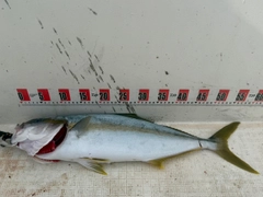 ヒラマサの釣果