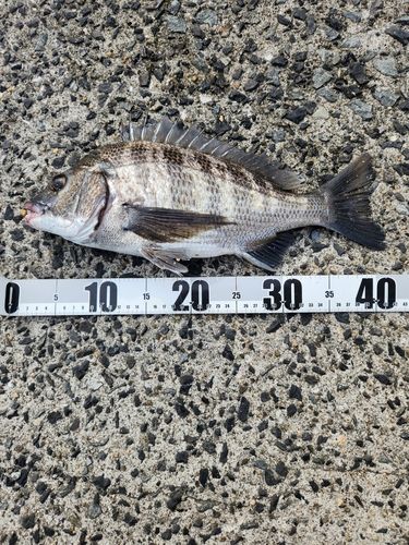 チヌの釣果
