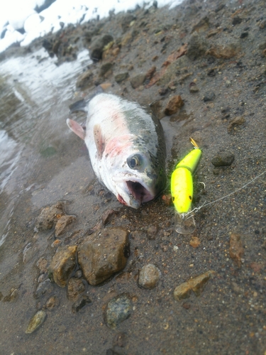 ニジマスの釣果