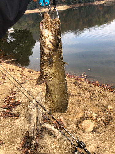 ナマズの釣果