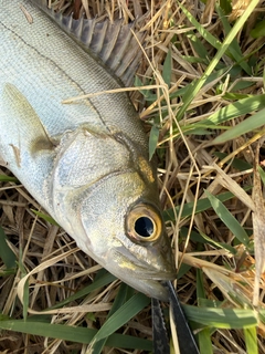 セイゴ（マルスズキ）の釣果