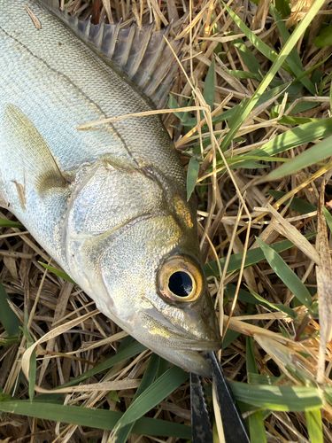 セイゴ（マルスズキ）の釣果