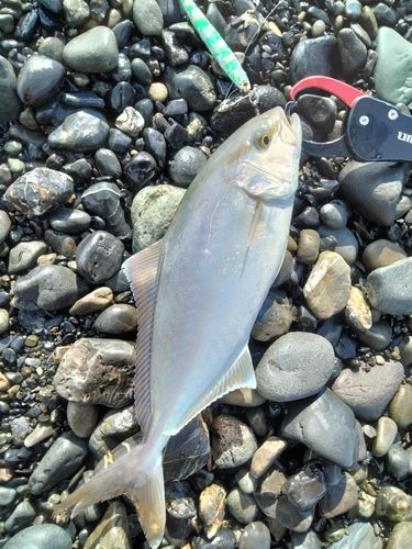 ショゴの釣果