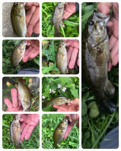 スモールマウスバスの釣果