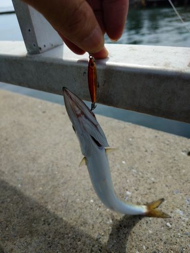 カマスの釣果
