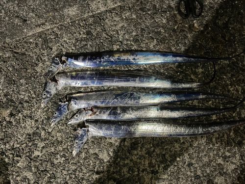 タチウオの釣果