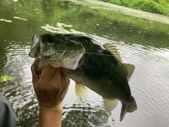 ラージマウスバスの釣果
