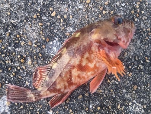 カサゴの釣果