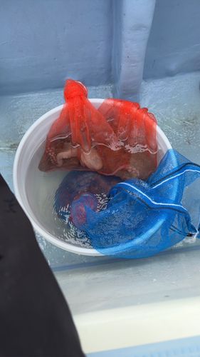 タコの釣果