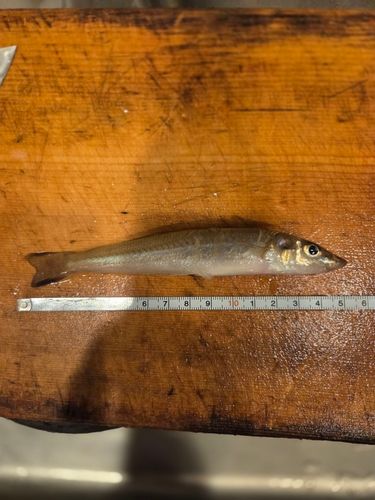 シロギスの釣果