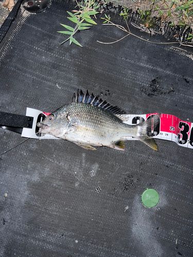 キビレの釣果