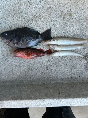 クチブトグレの釣果