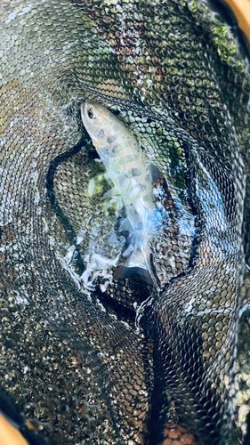 ヤマメの釣果