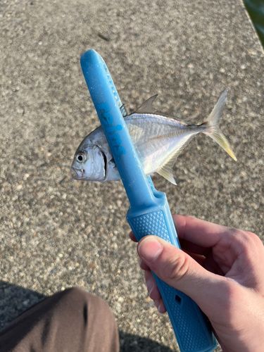 メッキの釣果