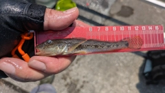 マハゼの釣果