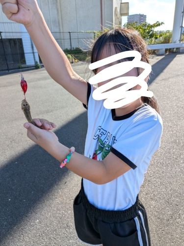 ハゼの釣果