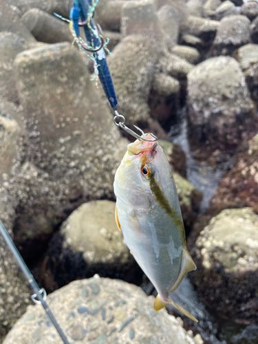 ショゴの釣果