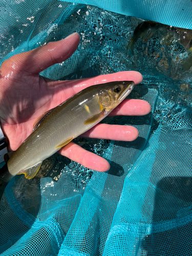 アユの釣果