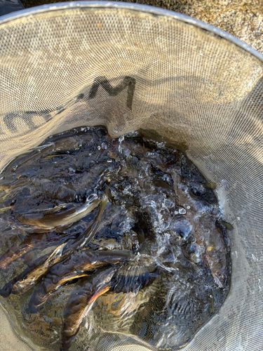 アユの釣果