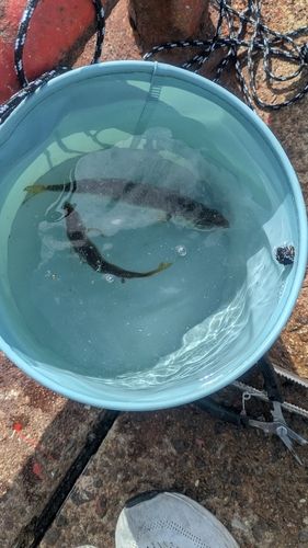 ゴマサバの釣果