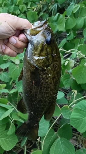 スモールマウスバスの釣果