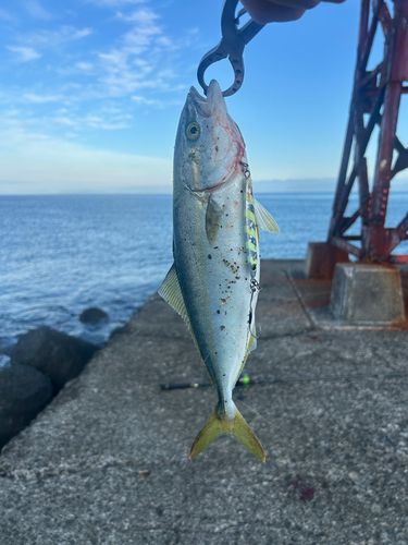 イナダの釣果