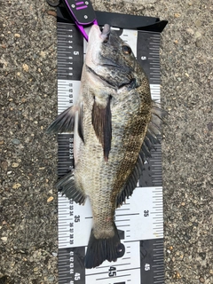 クロダイの釣果