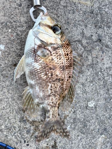 メイチダイの釣果