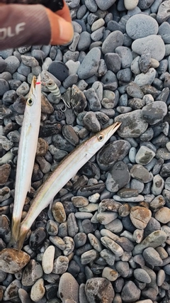 カマスの釣果