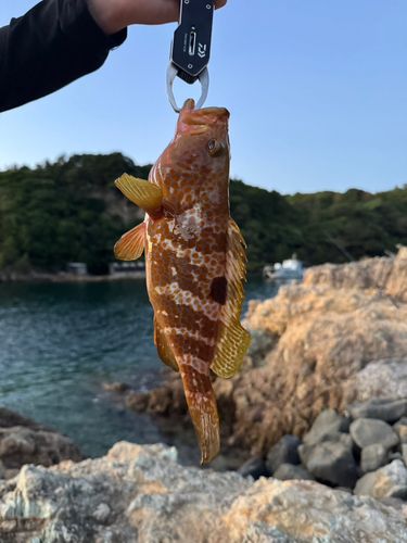 アコウの釣果