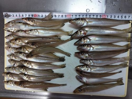 キスの釣果