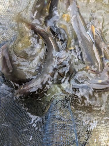 アユの釣果