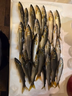 アユの釣果