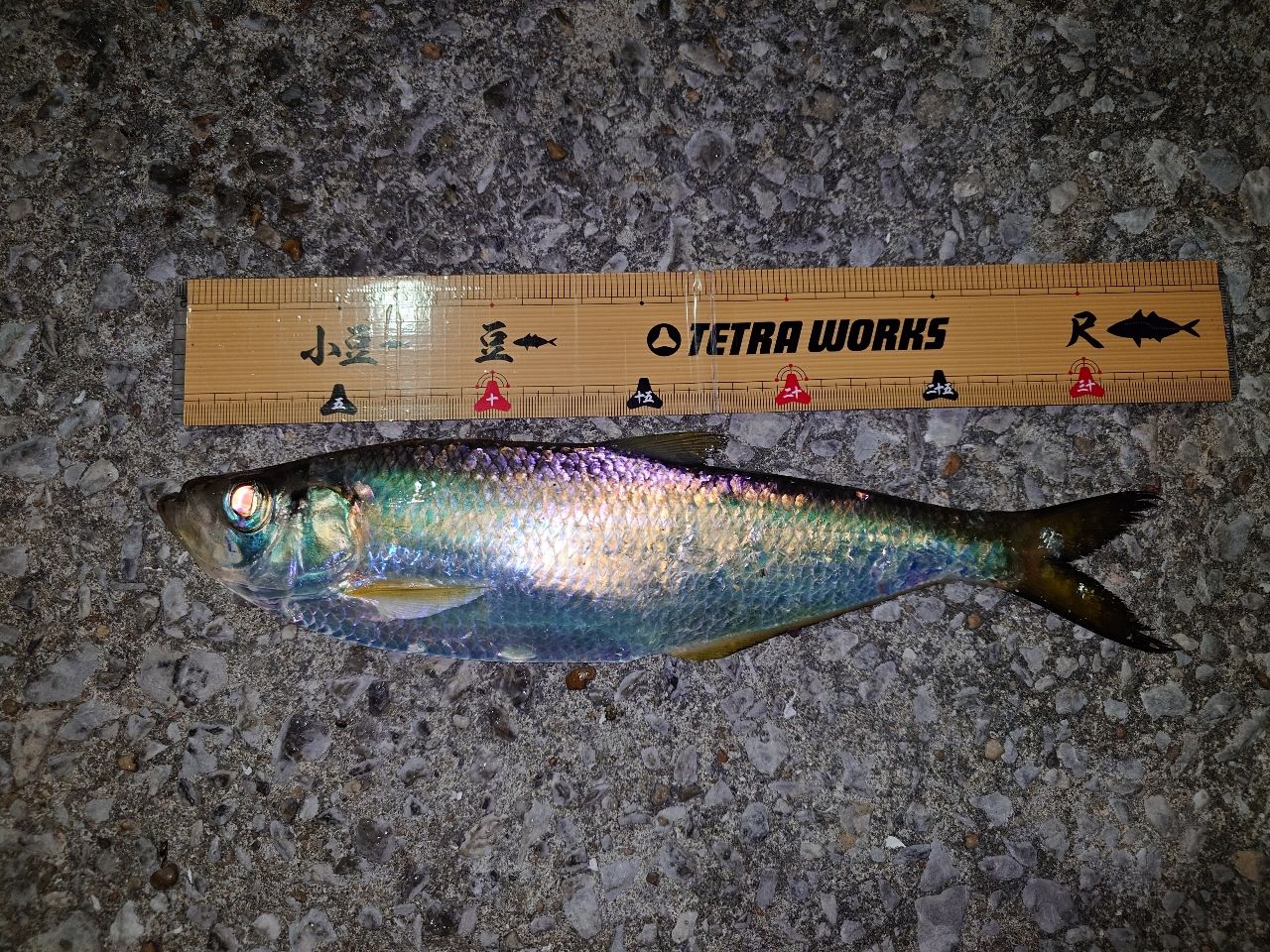 SHIMANO 21ソアレXR S58UL-Sの最安値・インプレ・釣果 | 本音の口コミ