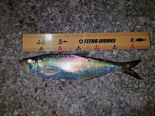 ヒラの釣果