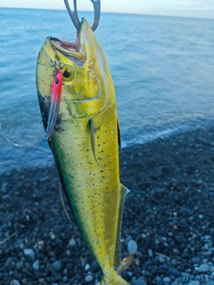 シイラの釣果