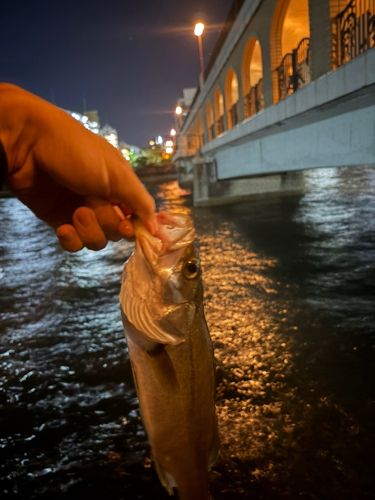 スズキの釣果