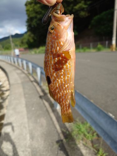 アコウの釣果