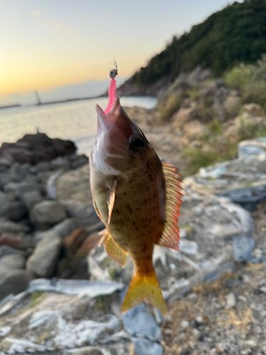 フエフキダイの釣果