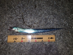 タチウオの釣果