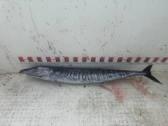カマスサワラの釣果