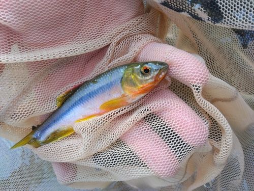 カワムツの釣果