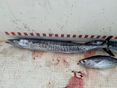 カマスサワラの釣果