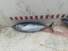 カツオの釣果