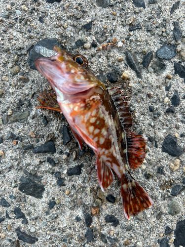 カサゴの釣果