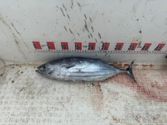 カツオの釣果