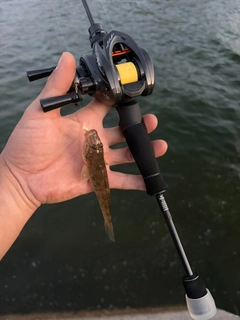 ハゼの釣果